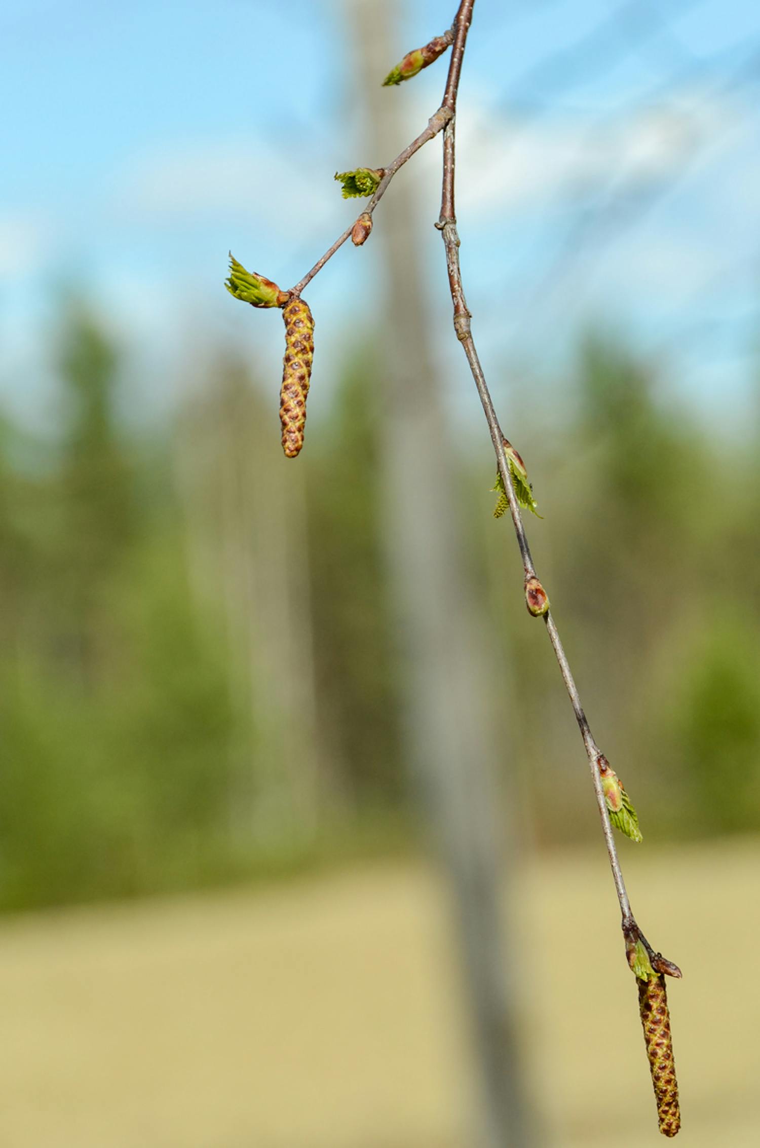 Koivut puhkeavat hiirenkorvalle Koivu pian hiirenkorvalla